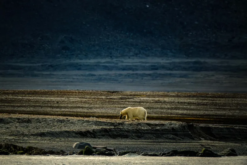 Arctic Svalbard Polar Bears