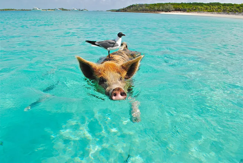 Bahamas Pig Beach + Diving