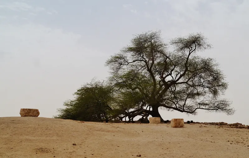Bahrain Desert & Tree of Life