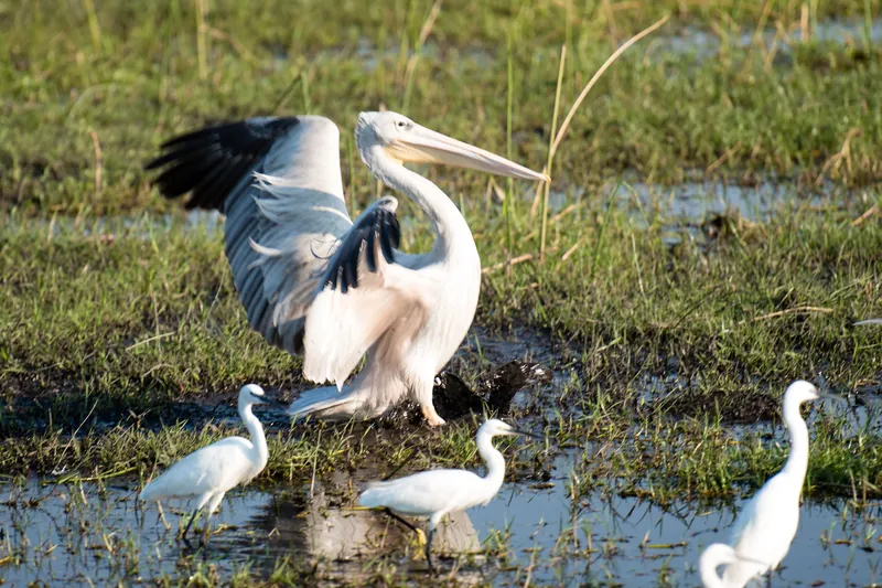 Botswana Okavango Delta