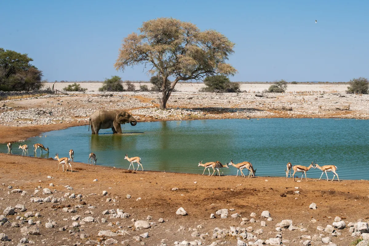 Etosha National Park Safari travel 1