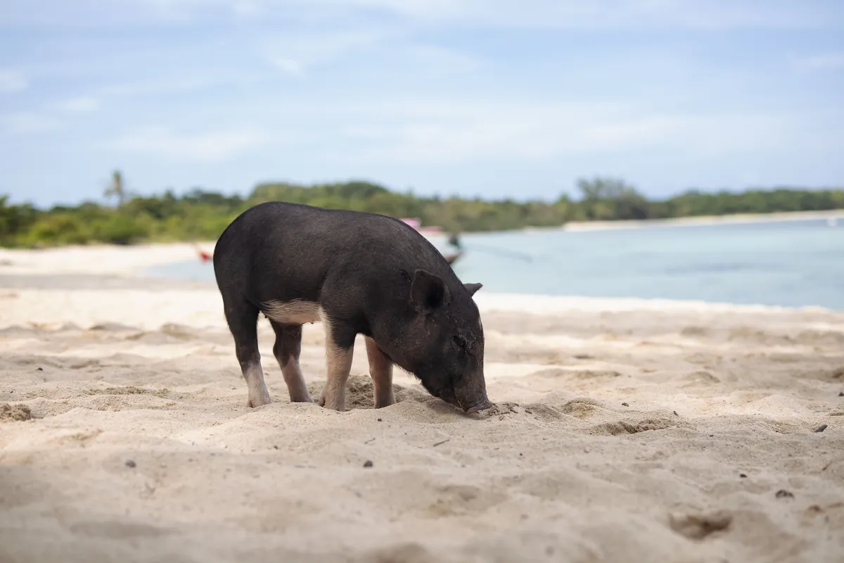 Exuma Swimming Pigs Escape travel 1
