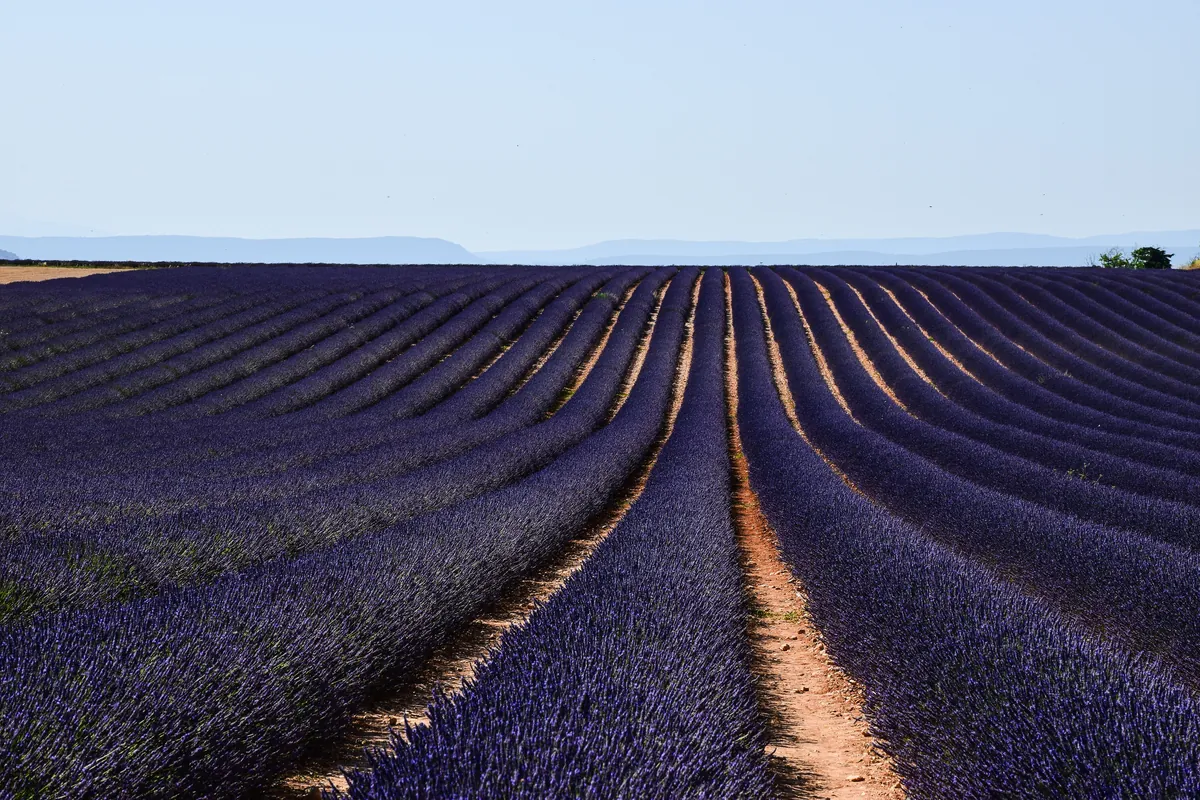 Provence Lavender Fields Drive travel 1