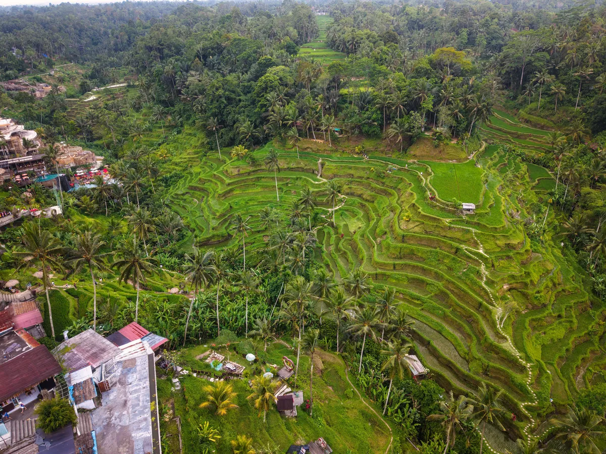 Ubud Rice Terrace Yoga Retreat travel 1