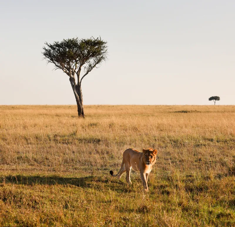 Kenya Maasai Mara Safari