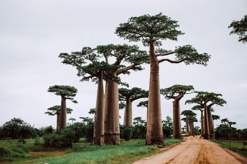 Madagascar Lemurs + Avenue of Baobabs