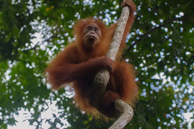 Malaysia + Borneo Wildlife