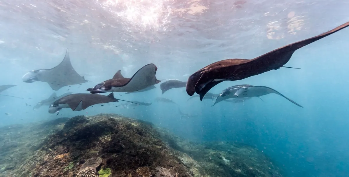 Baa Atoll Manta Ray Dive travel 1