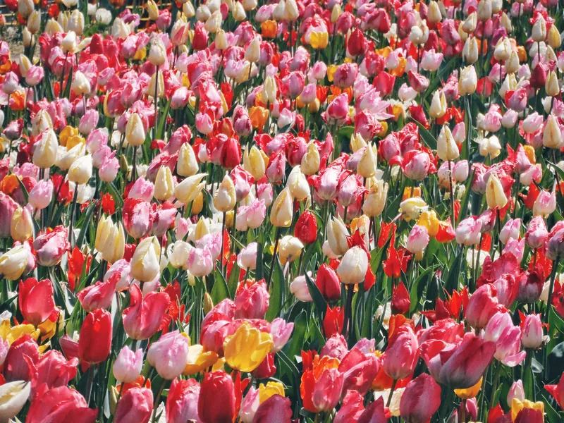 Netherlands Amsterdam Tulips
