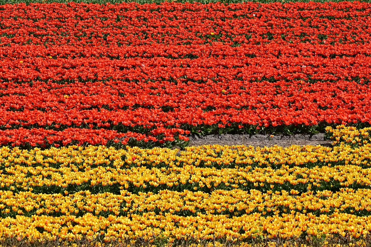 Keukenhof Tulip Season travel 1