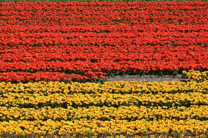 Keukenhof Tulip Season