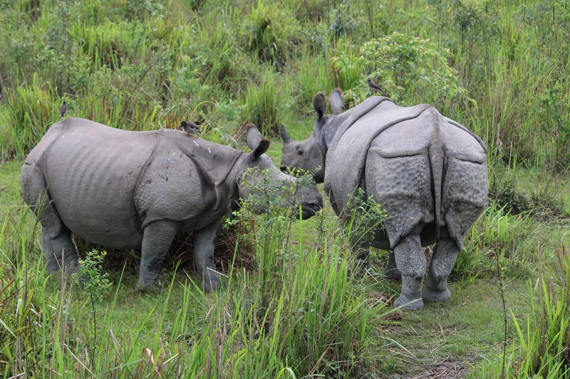 North East India Highlands