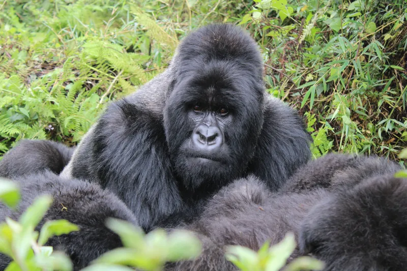Rwanda Gorilla Trekking