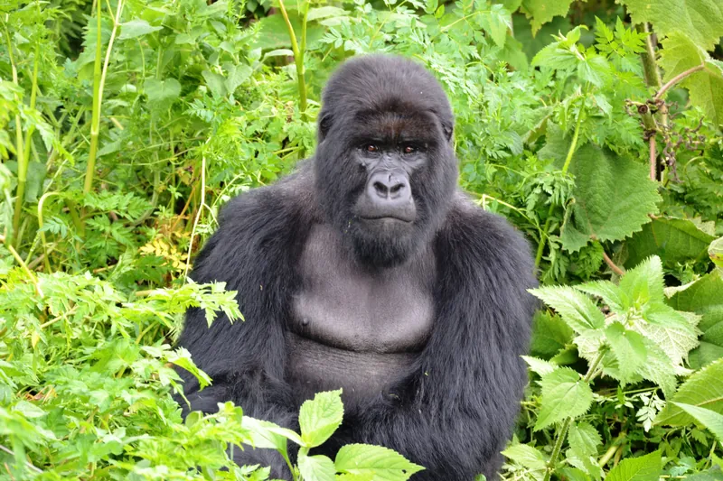 Volcanoes Gorilla Trek