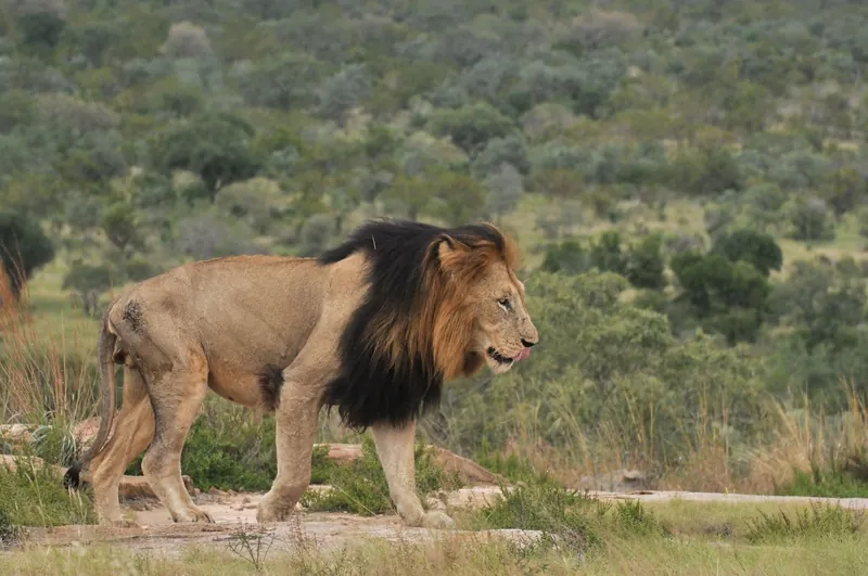 Kruger Big Five Safari