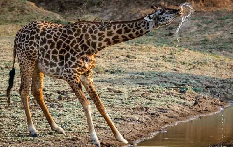 South Luangwa Safari Circuit