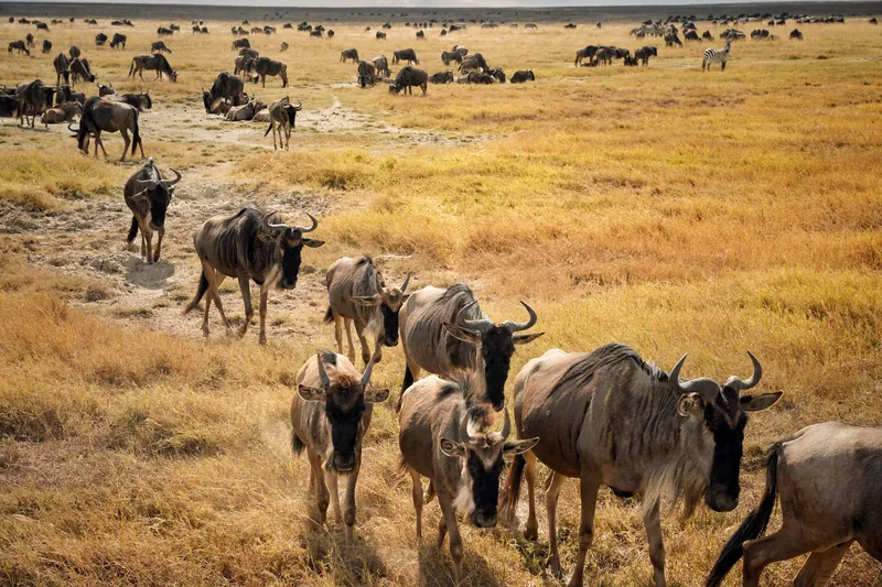 Serengeti Migration Safari