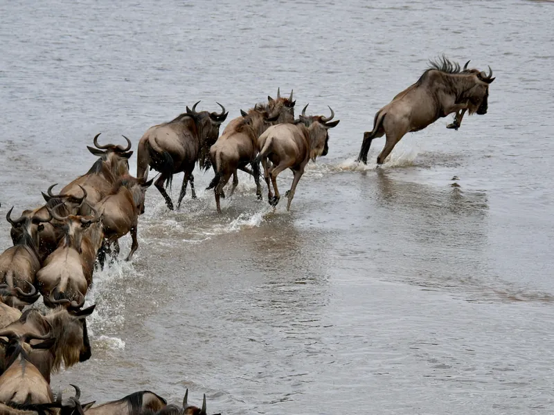 Tanzania Serengeti + Zanzibar