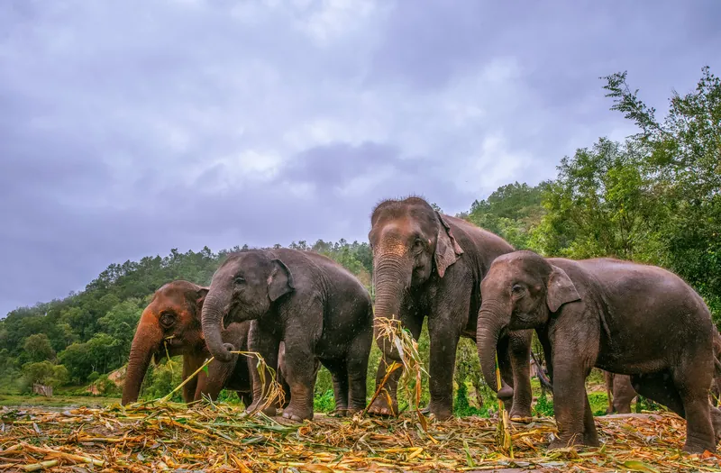 Chiang Mai Elephant Sanctuary Hills