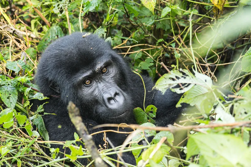 Bwindi Gorilla Forest Trek