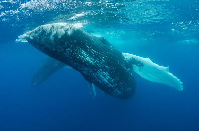 Vava'u Whale Watch Islands
