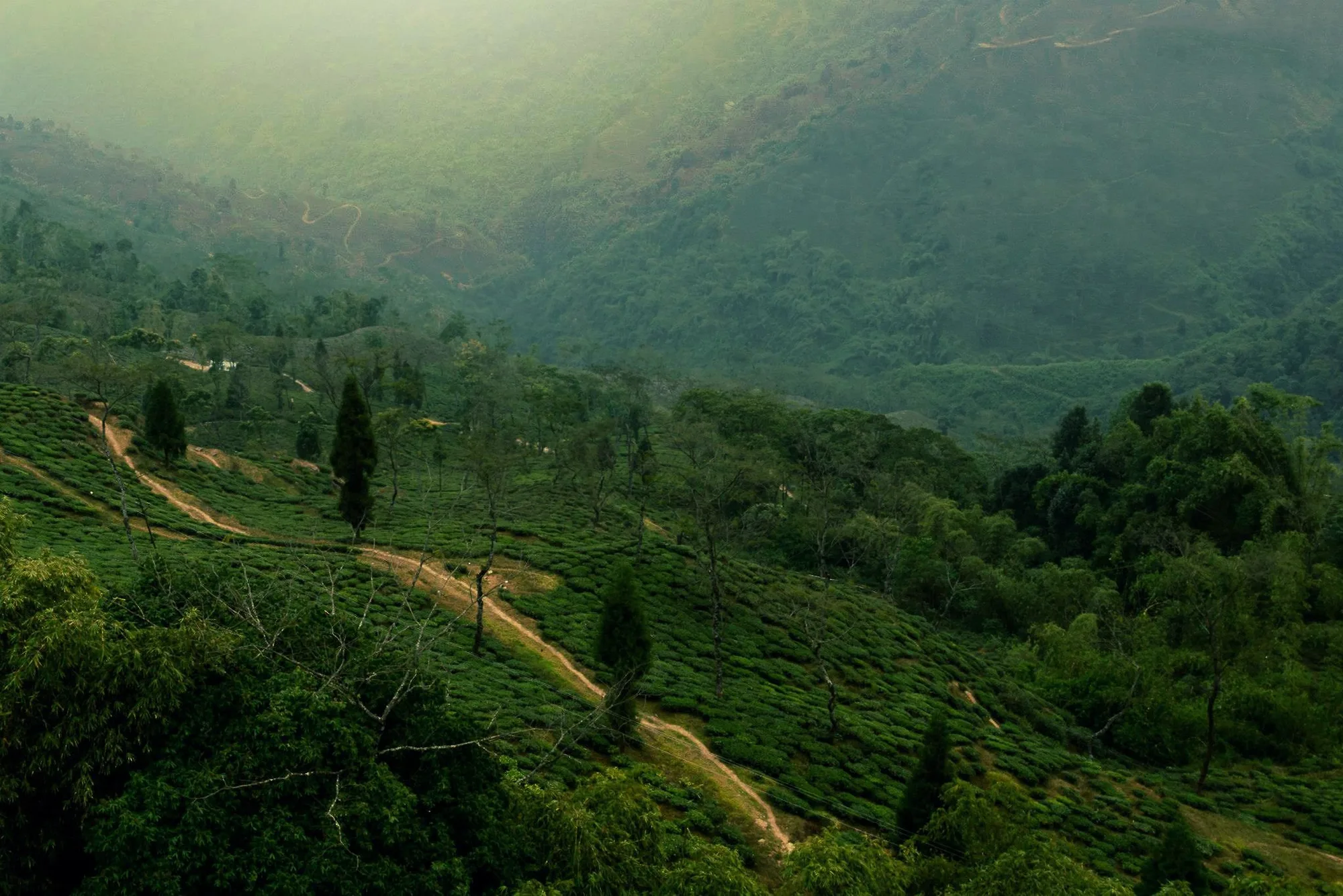 Northeast India Honeymoon: Gangtok & Darjeeling