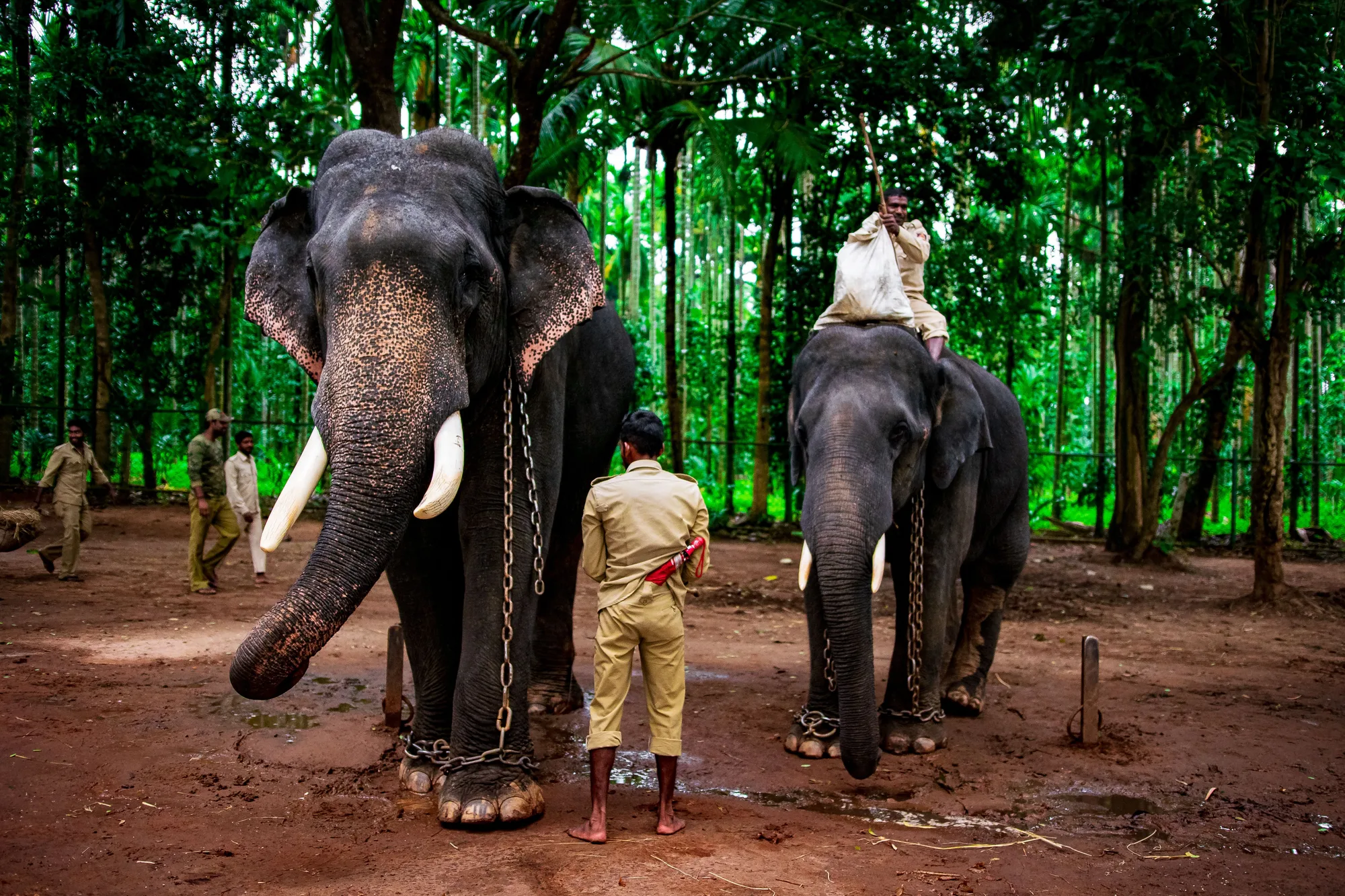 1 Day Coorg Sightseeing with Dubare Elephant Camp