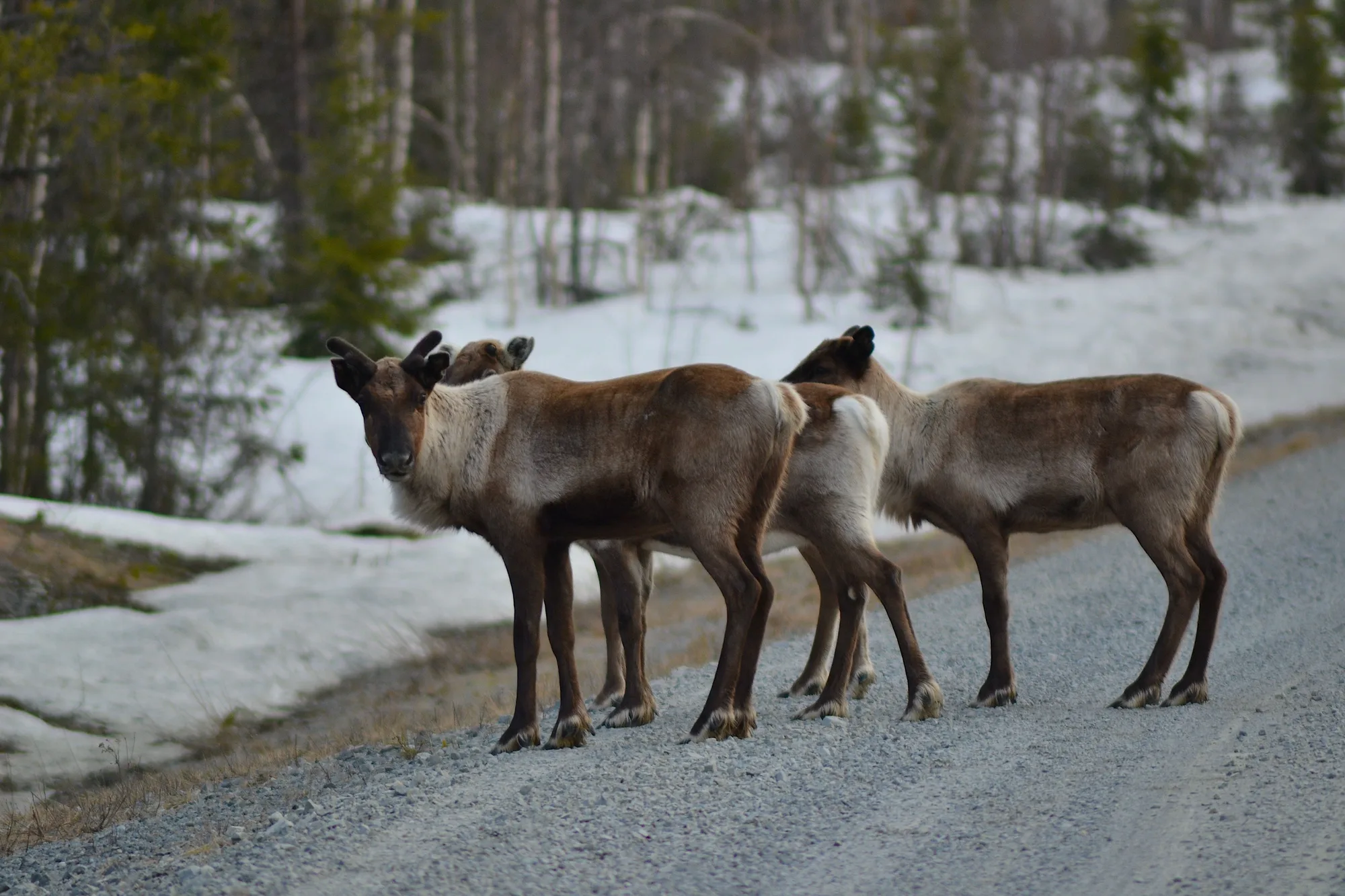 Kiruna & Swedish Lapland travel 2