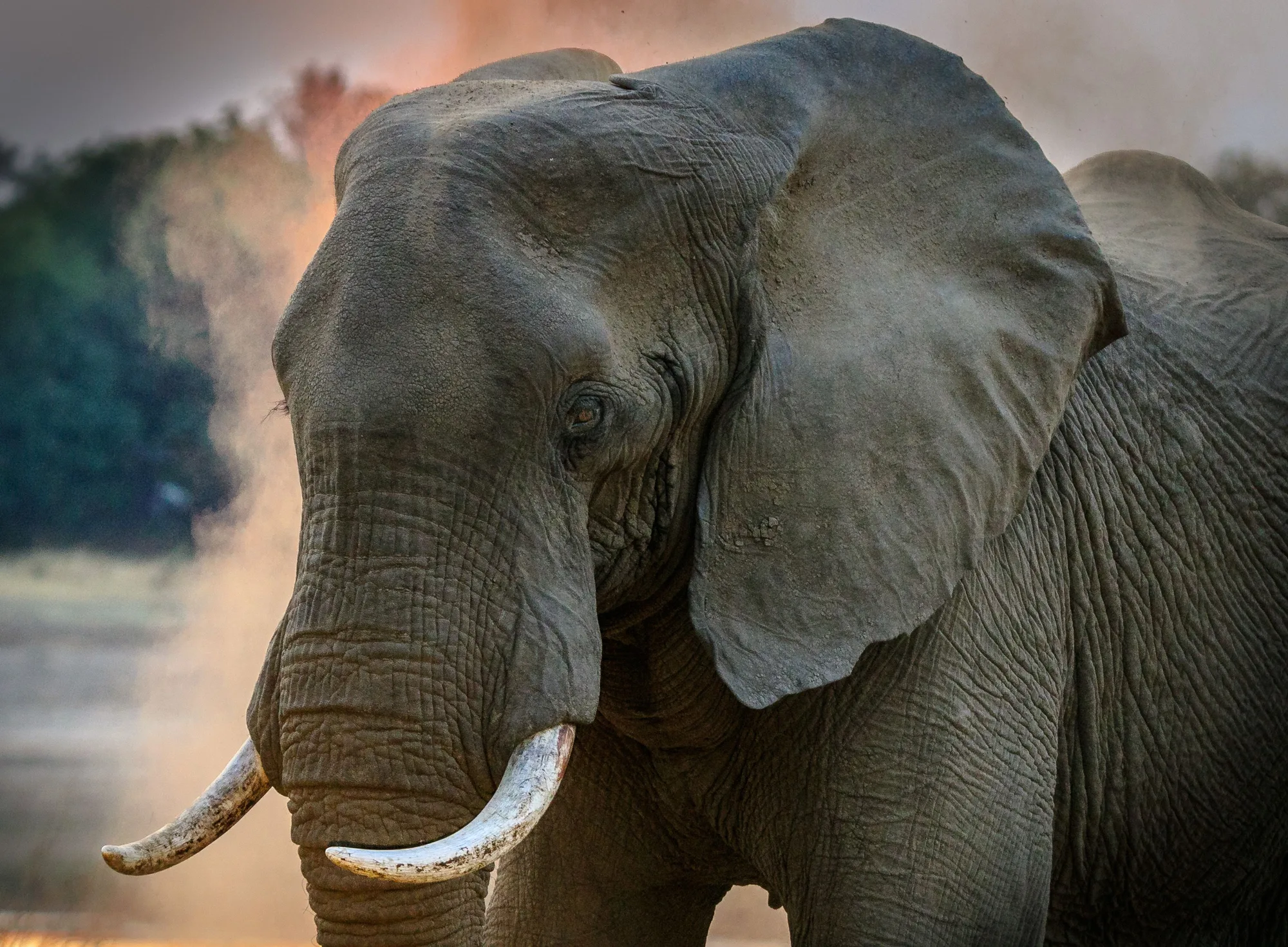 South Luangwa National Park travel 3