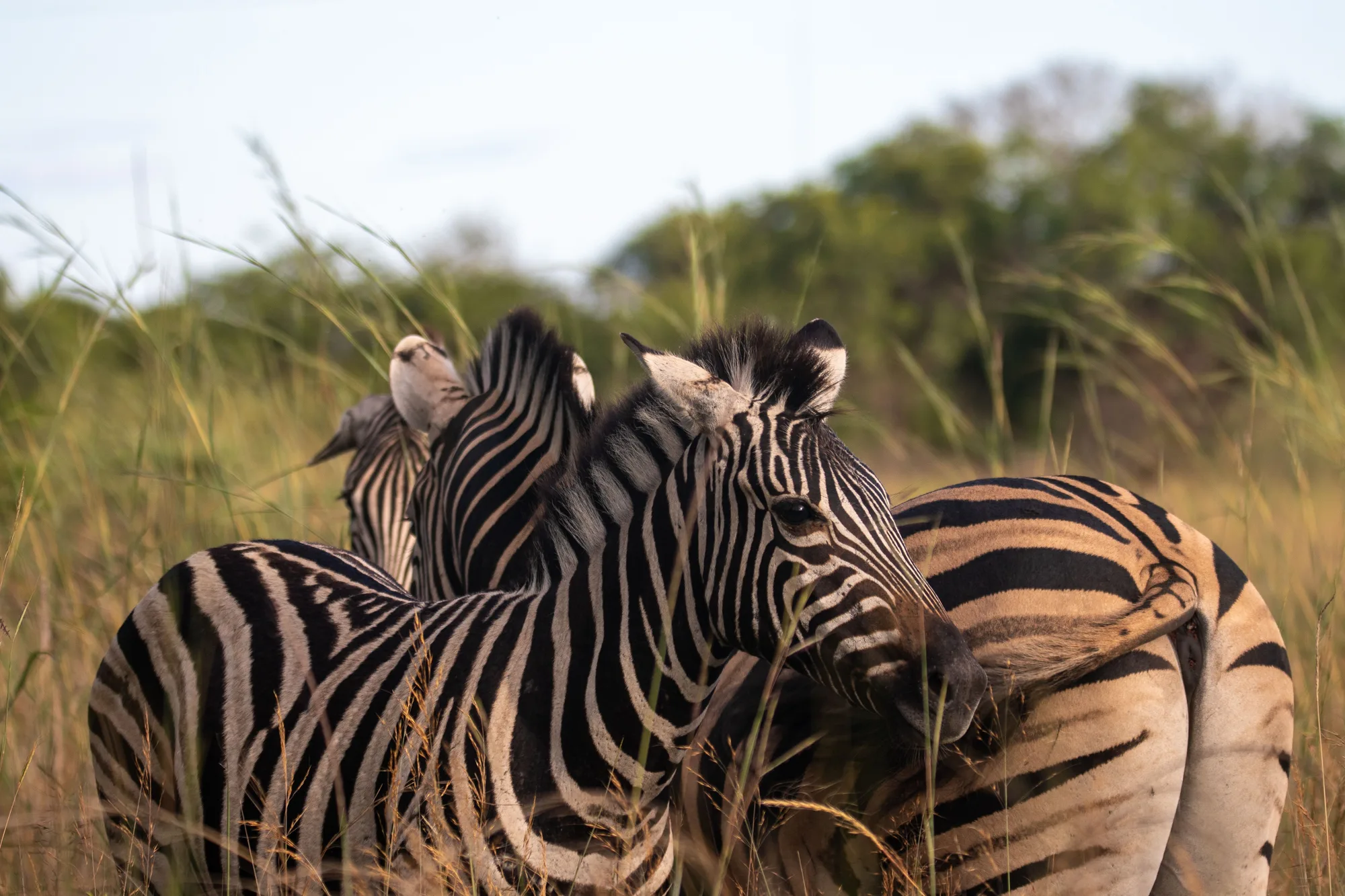 South Luangwa National Park travel 1