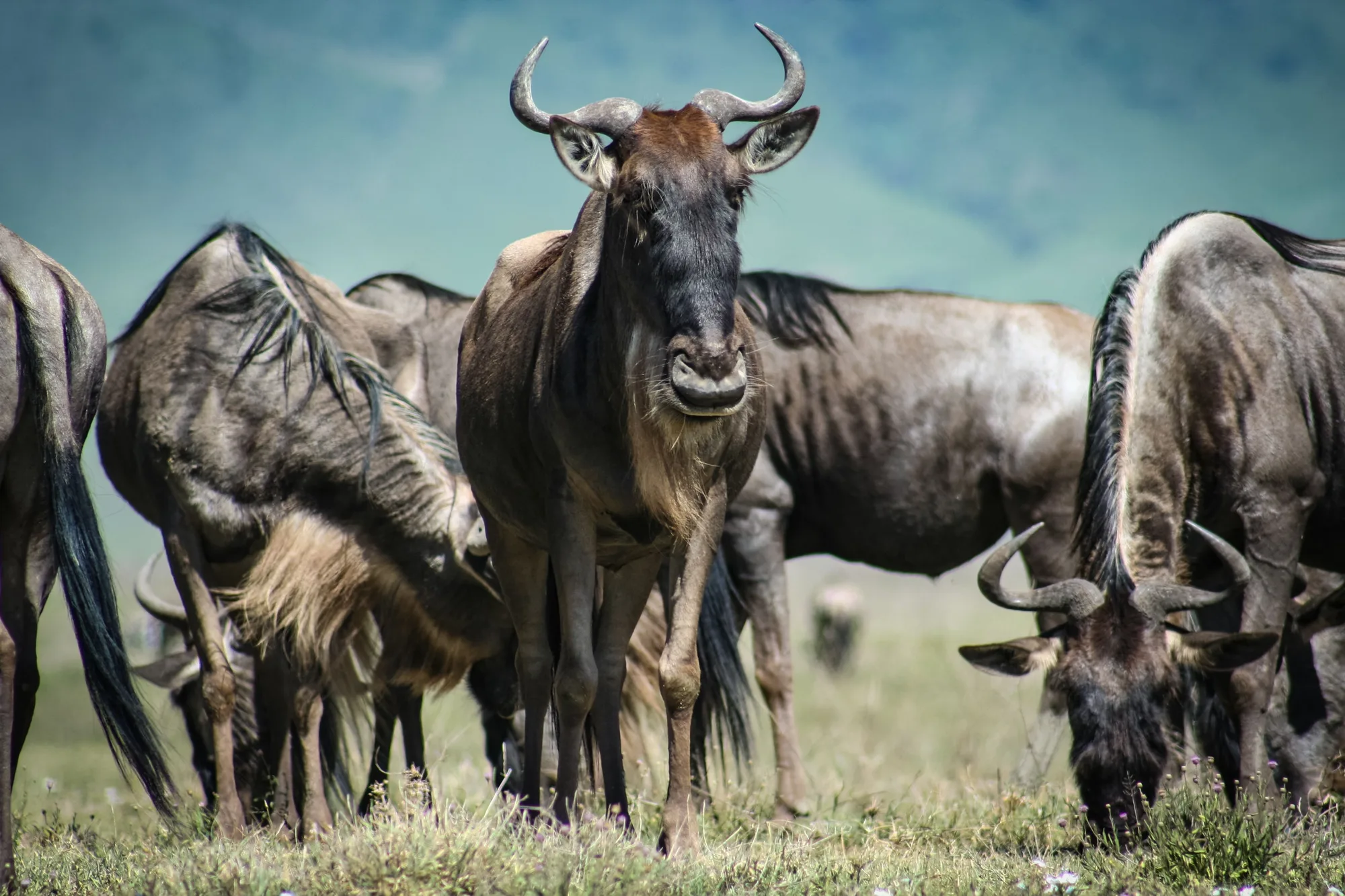 Tanzania Serengeti Quick Safari Getaway