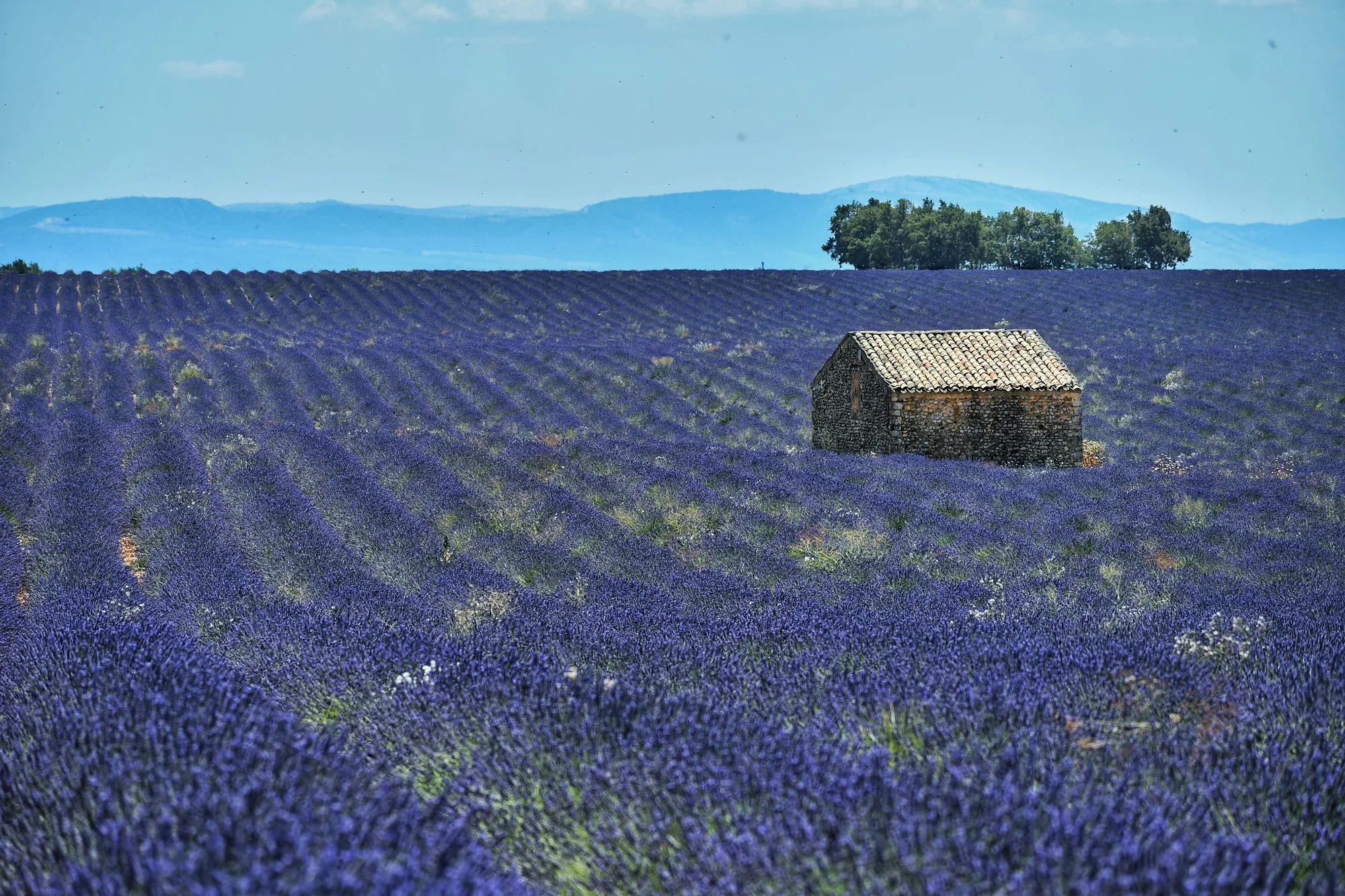 Provence Lavender & the French Riviera
