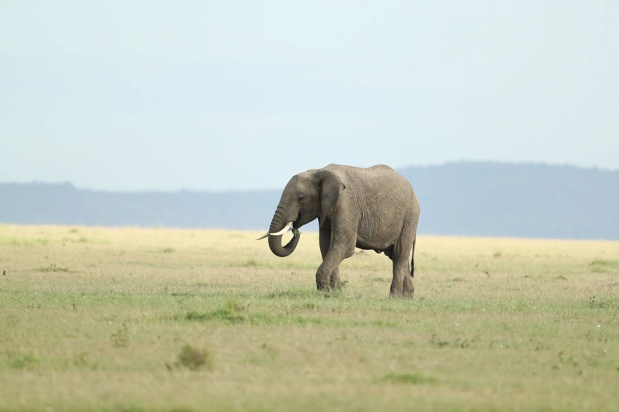 Maasai Mara travel 3