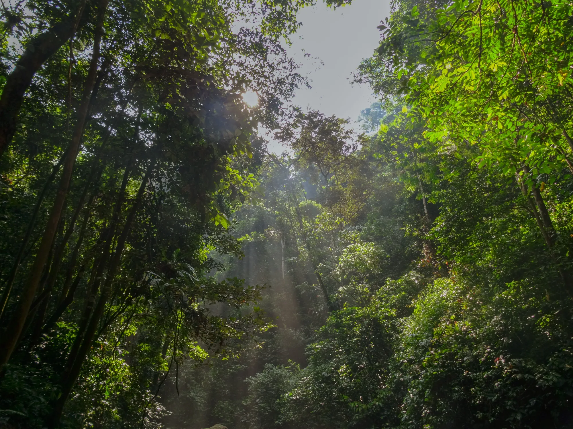 Ulu Temburong National Park travel 1