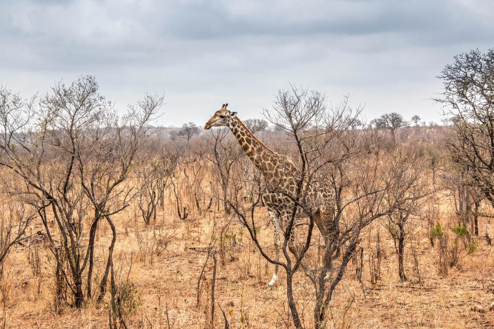 Kruger National Park travel 2