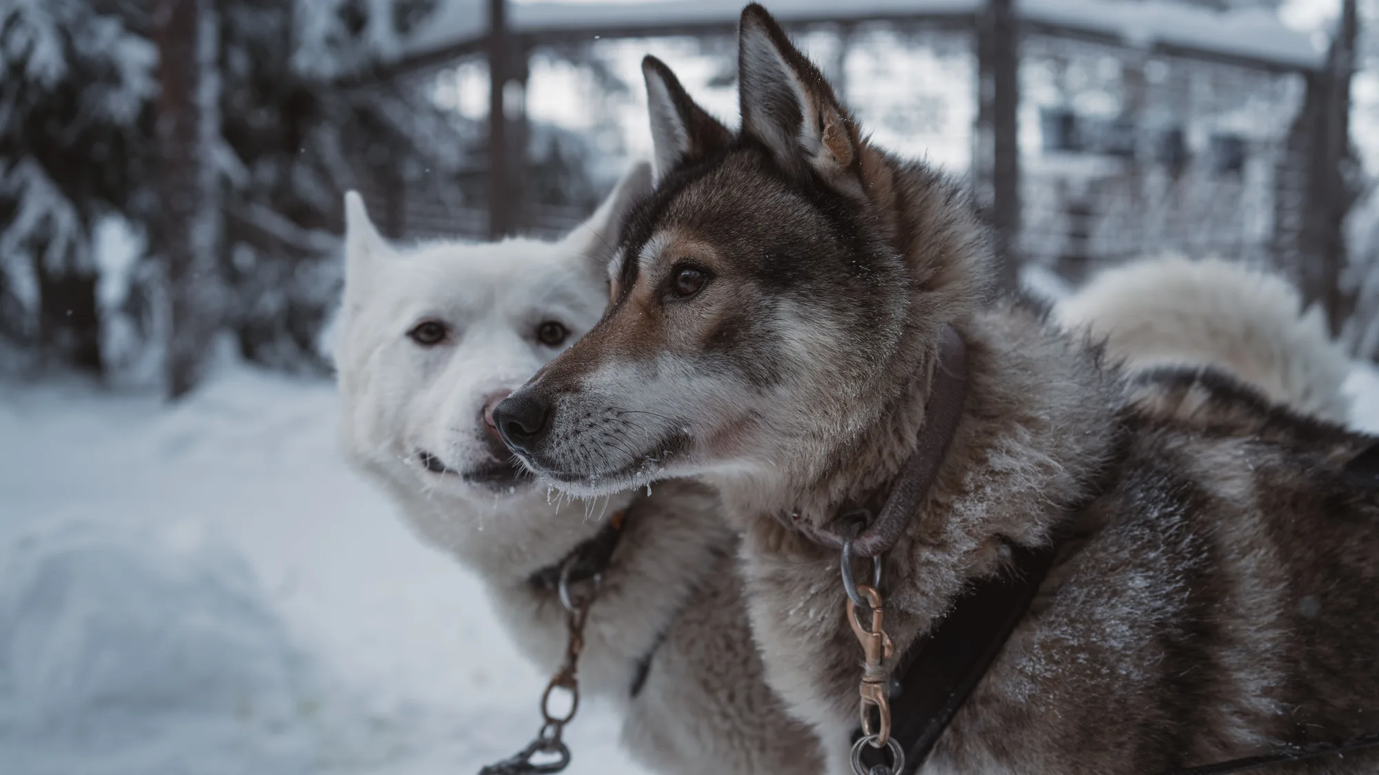 Finland: Lapland Aurora & Huskies