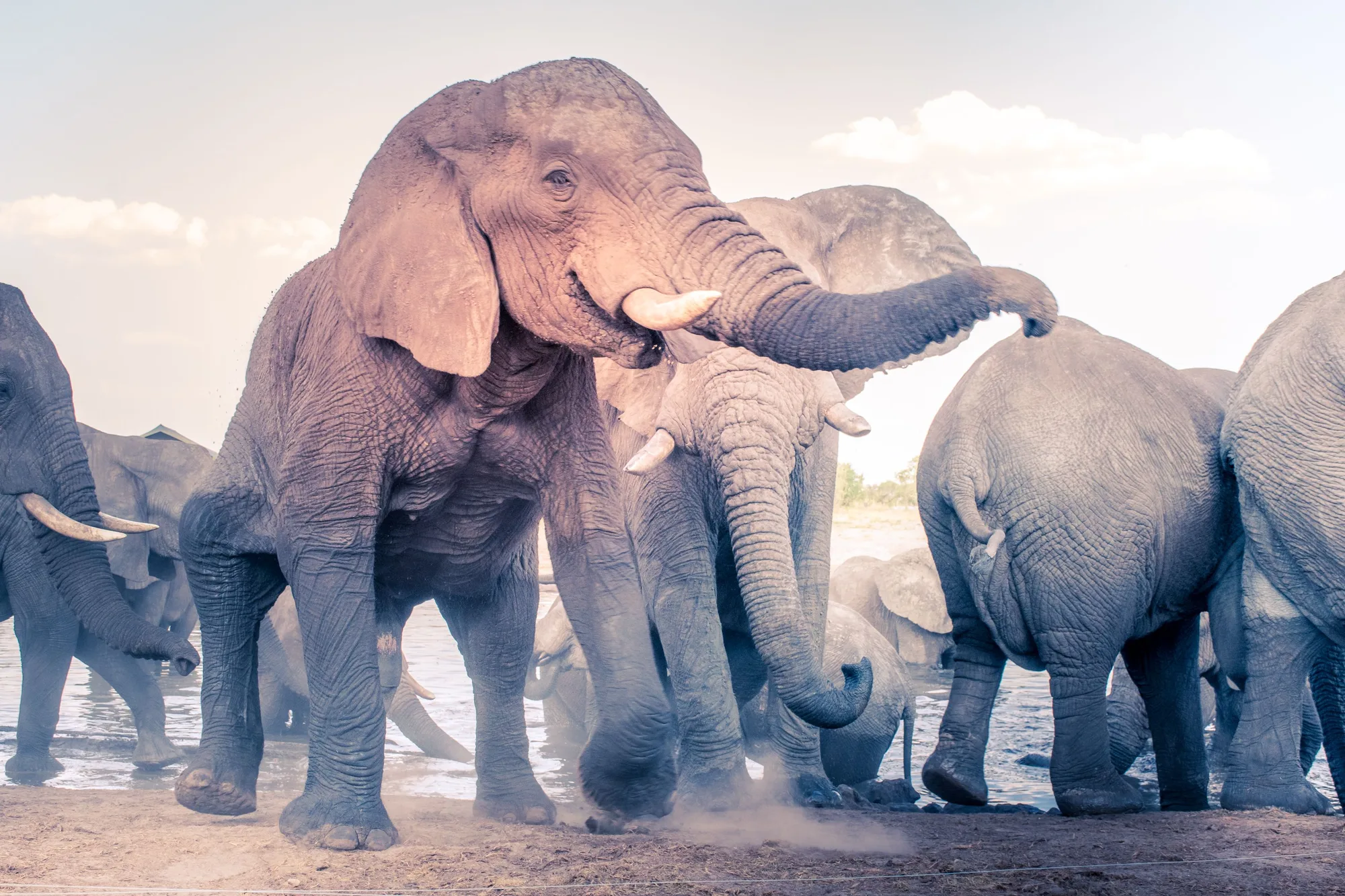 Chobe National Park travel 2
