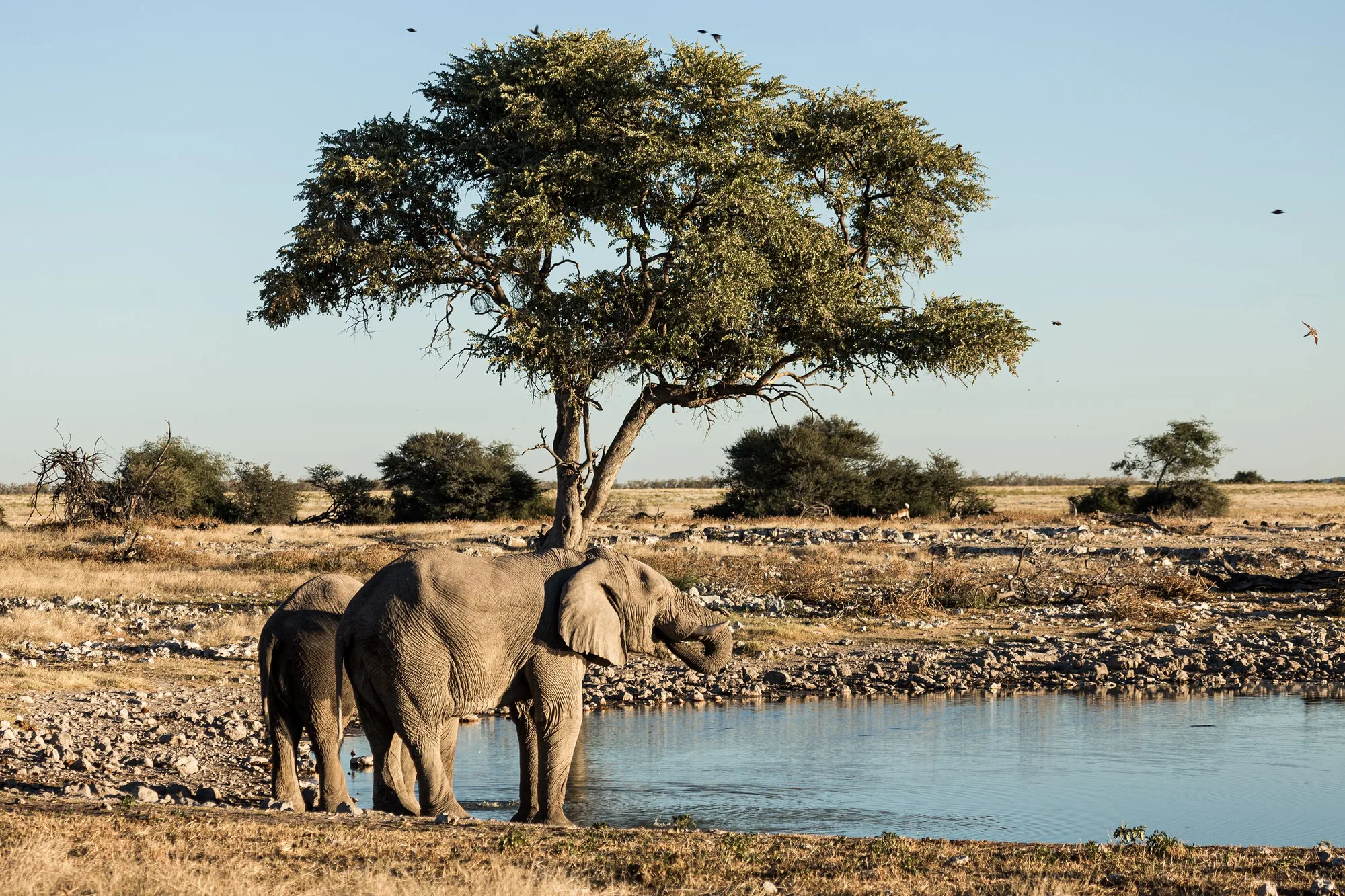 Etosha National Park travel 3