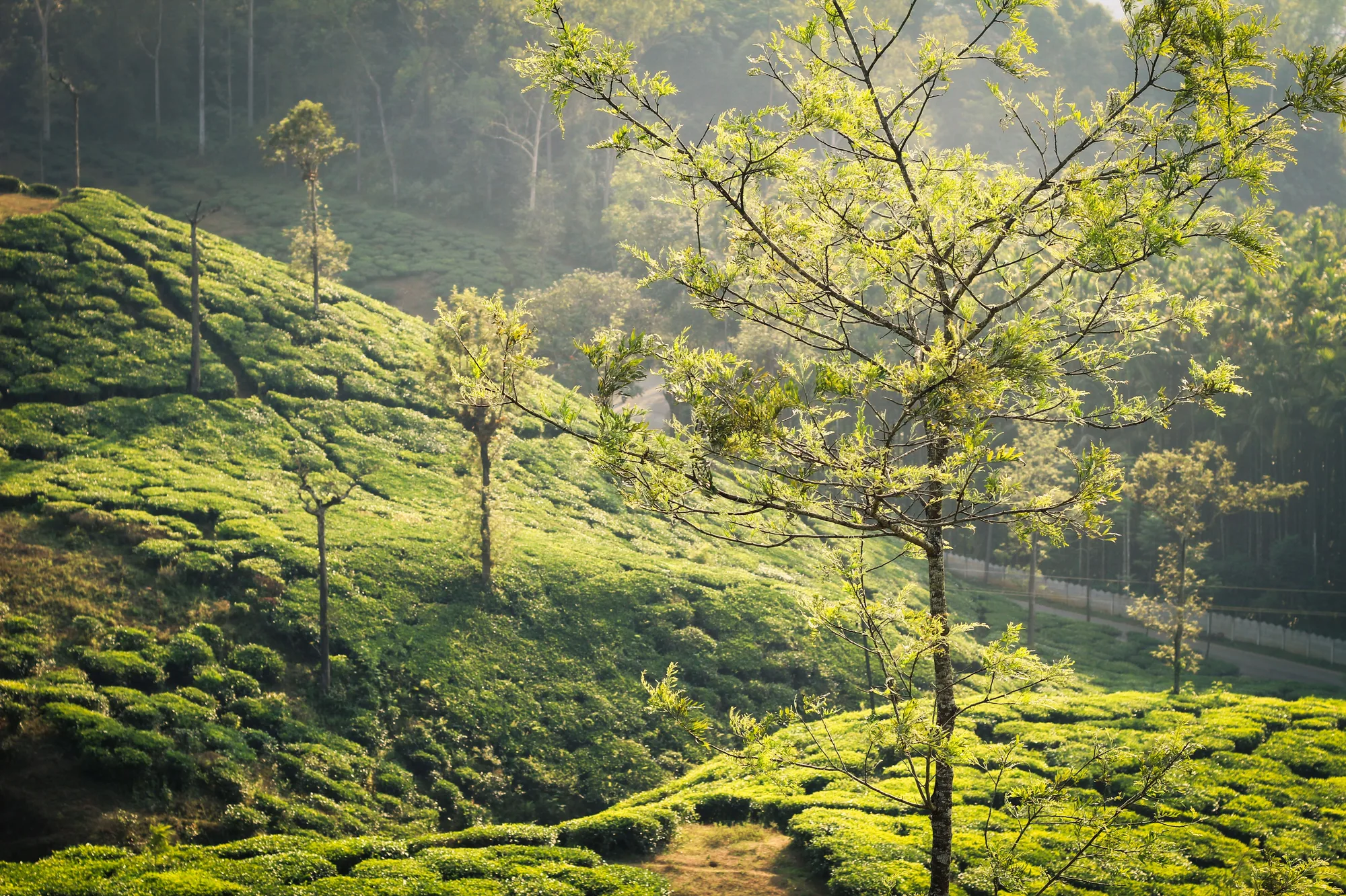 Coorg Coffee Country Retreat