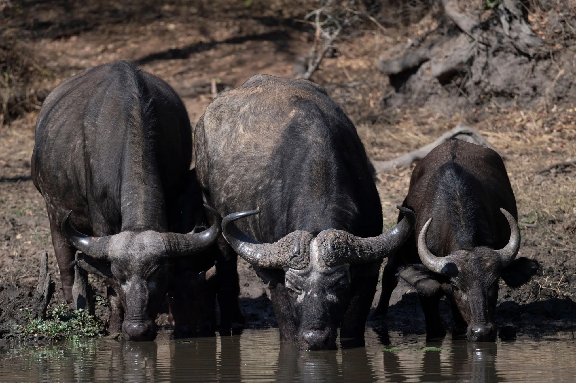 South Luangwa National Park travel 2
