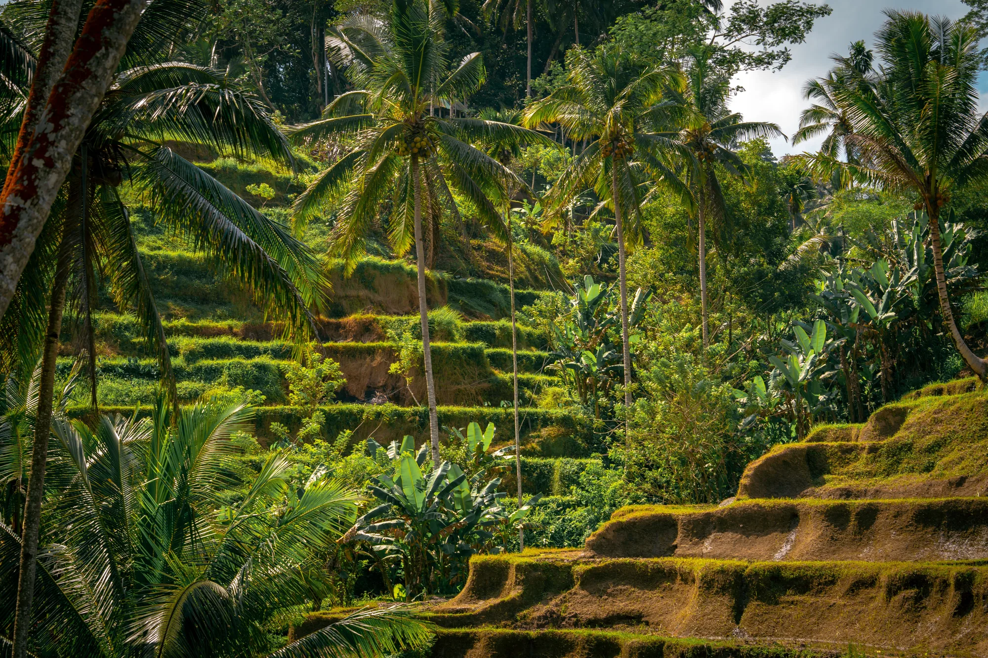 Bali Ubud Wellness Immersion