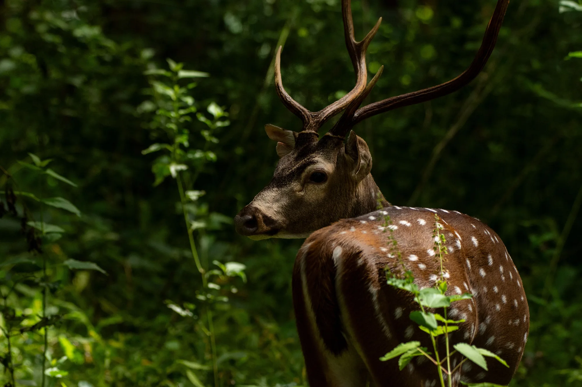 Wayanad Wild Canopy Retreat