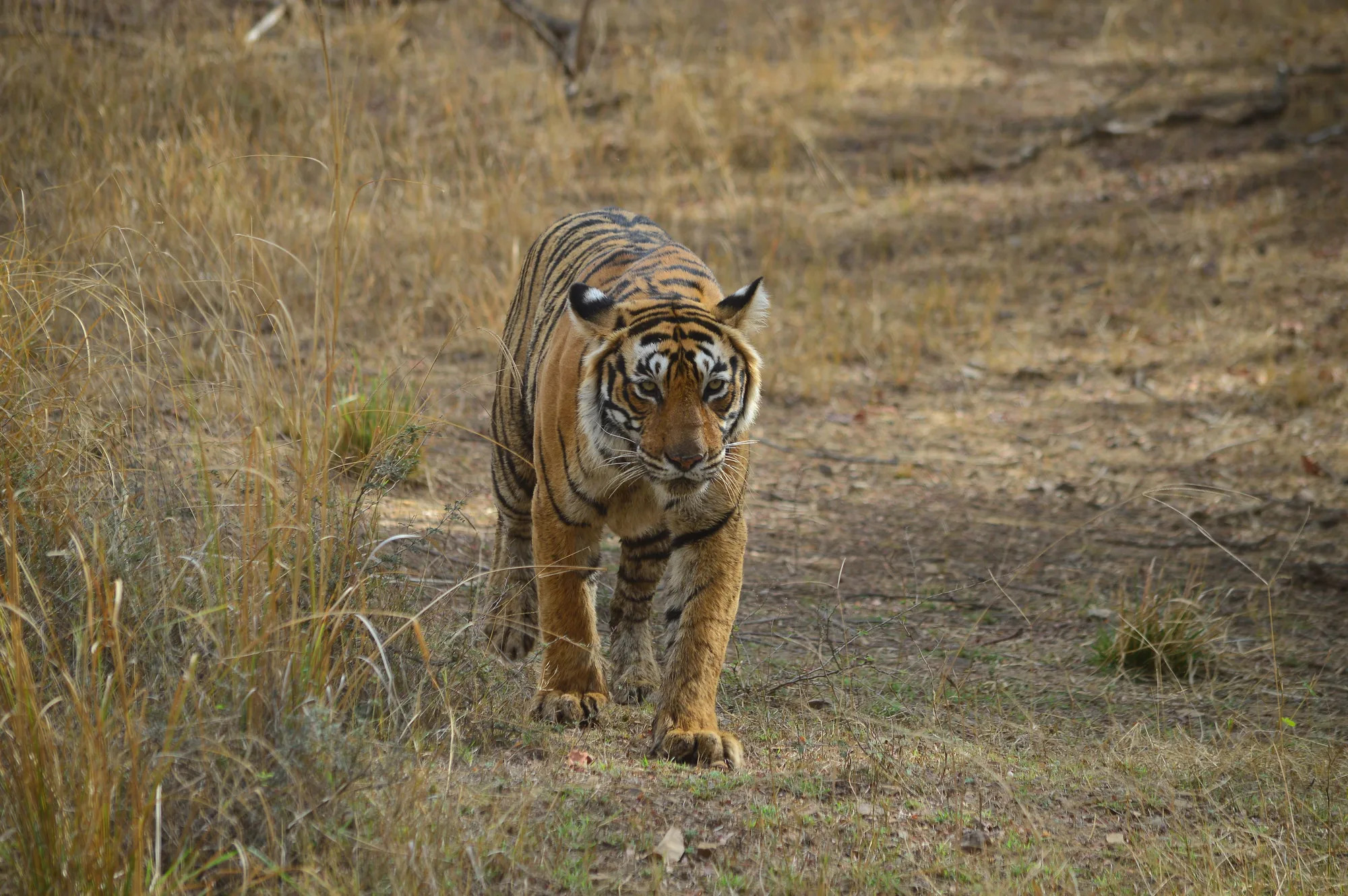 Rajasthan Wildlife: Ranthambore Tiger Trail