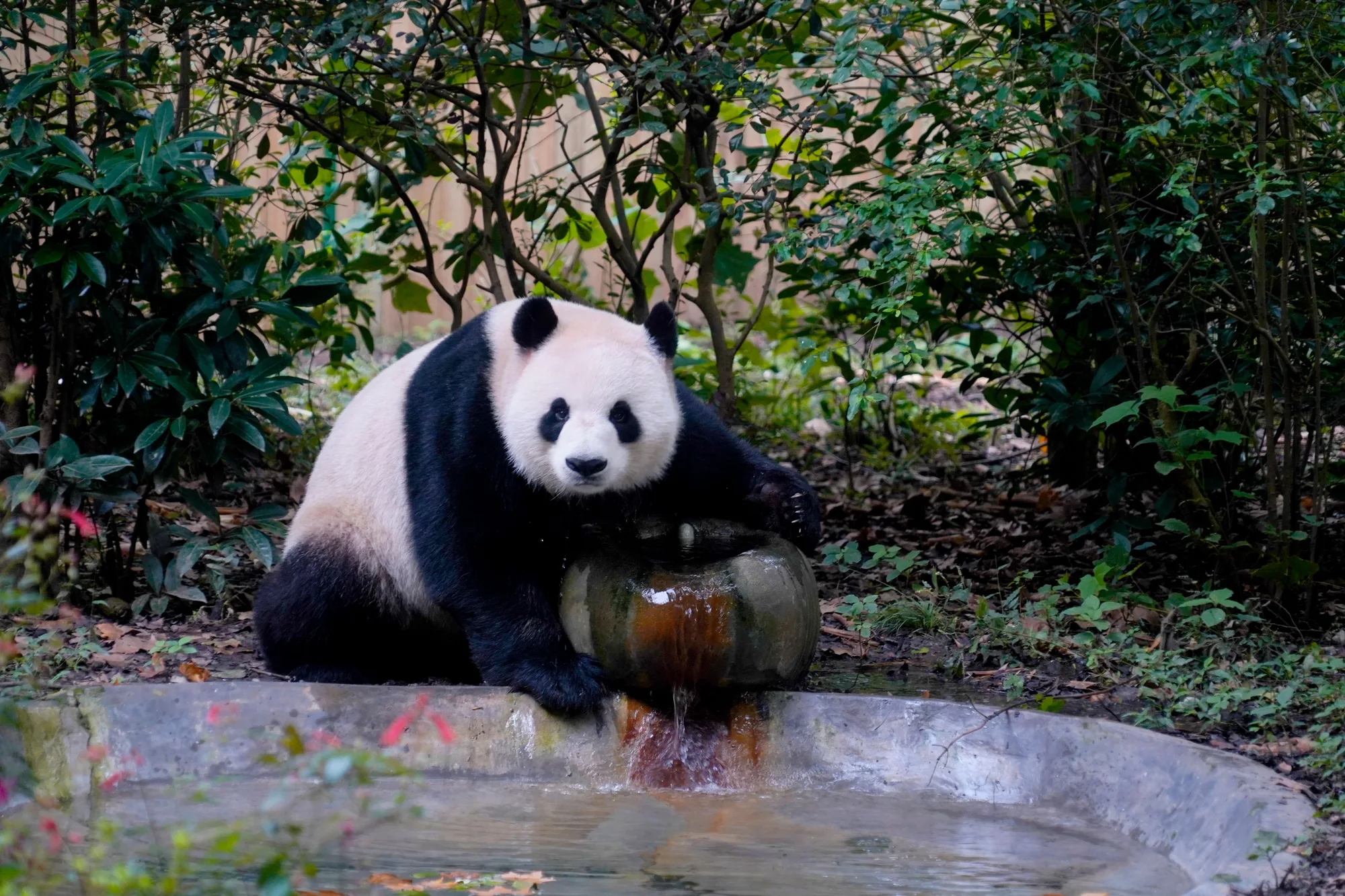 Chengdu travel 3