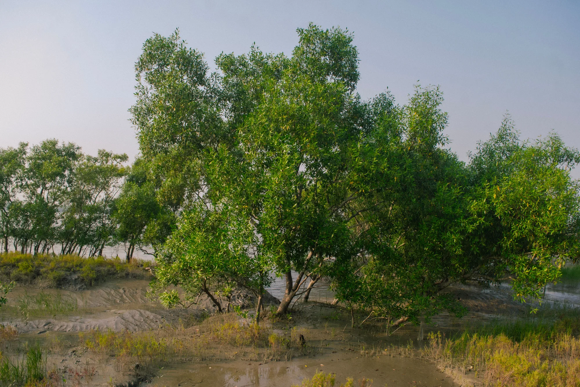 Sundarbans travel 1