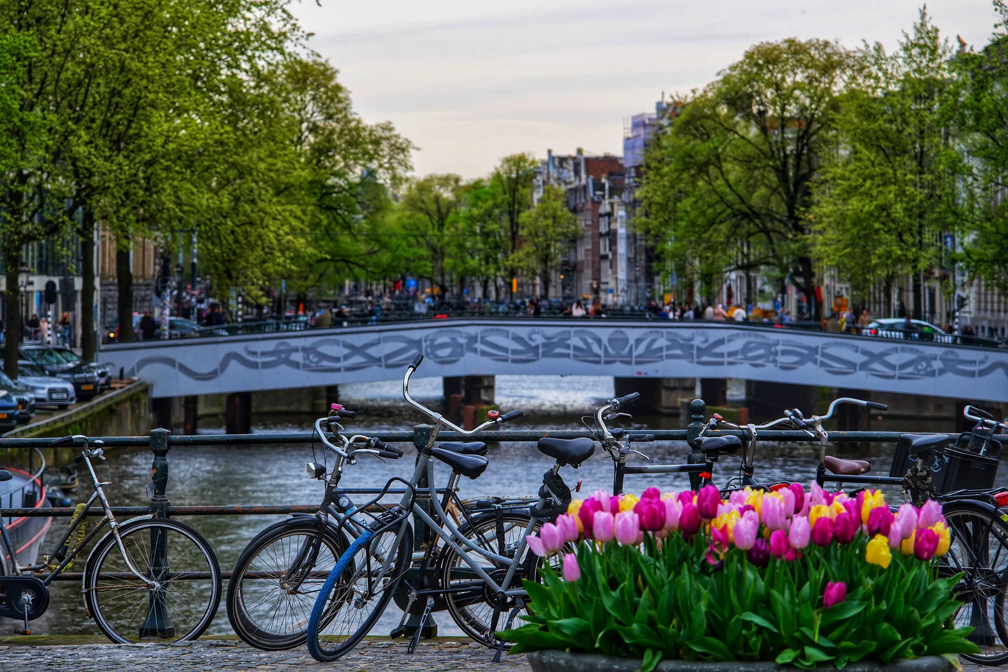 Amsterdam: Tulips & Canals
