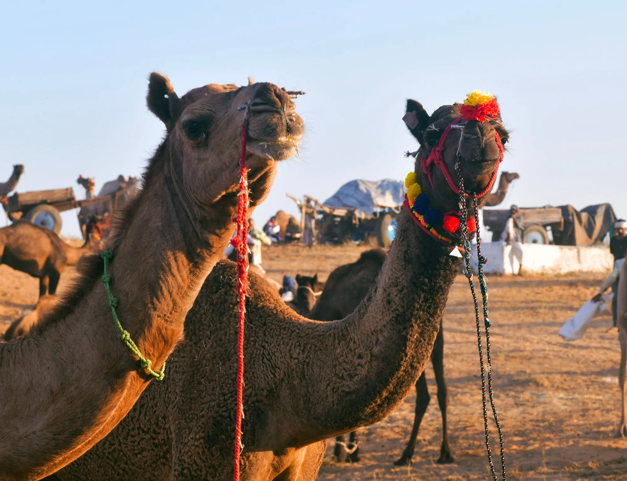 Pushkar Camel Fair Getaway