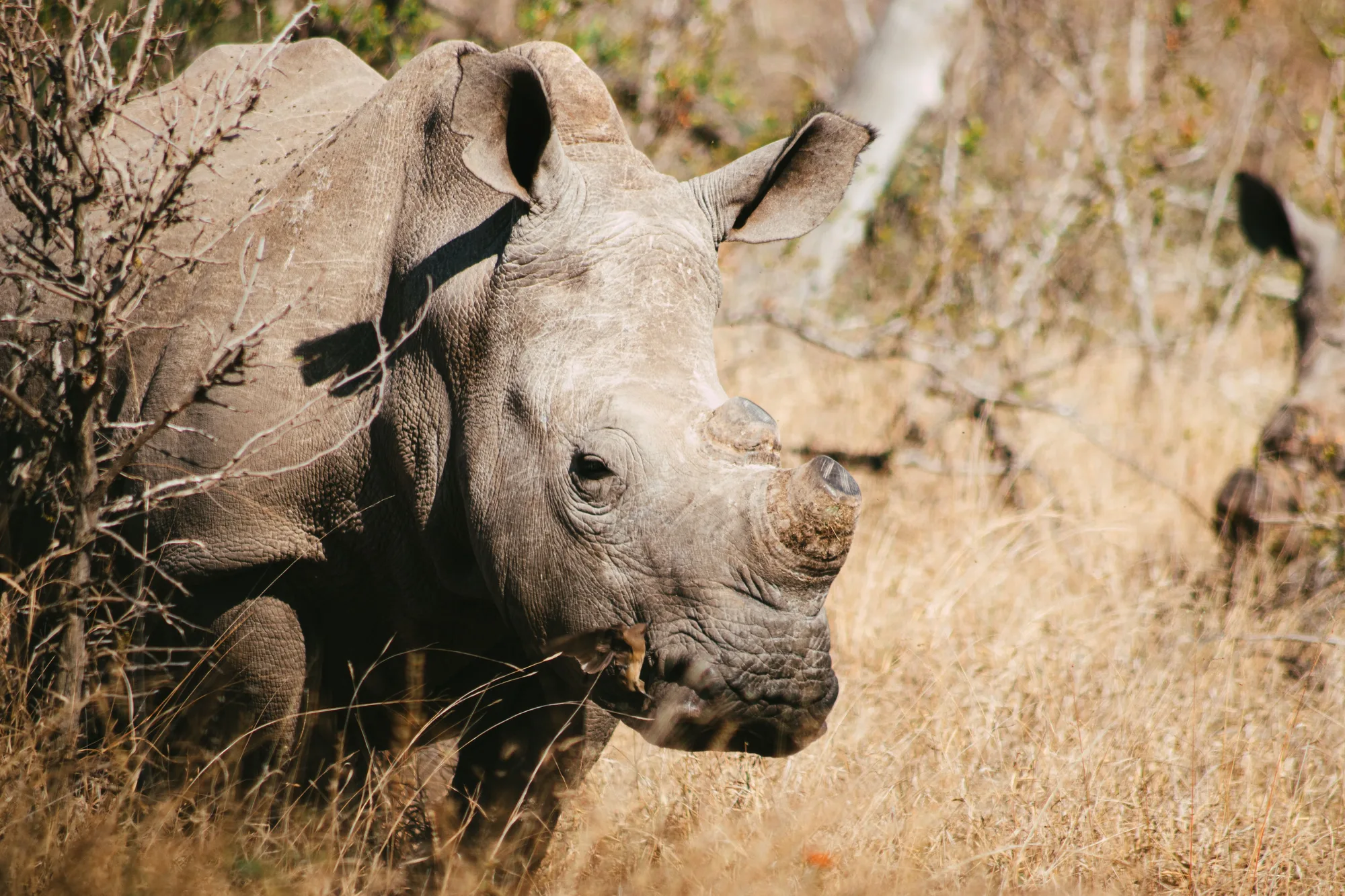 Kruger National Park travel 3
