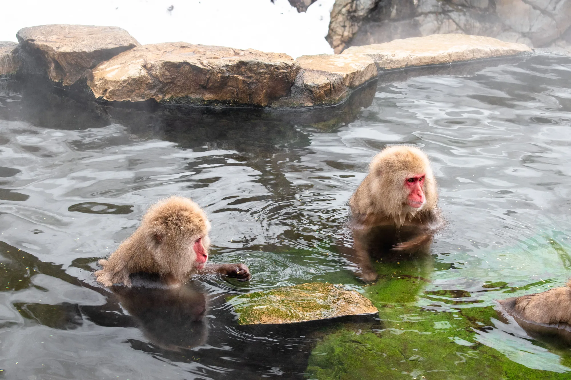 Japan Winter: Snow Monkeys & Slopes