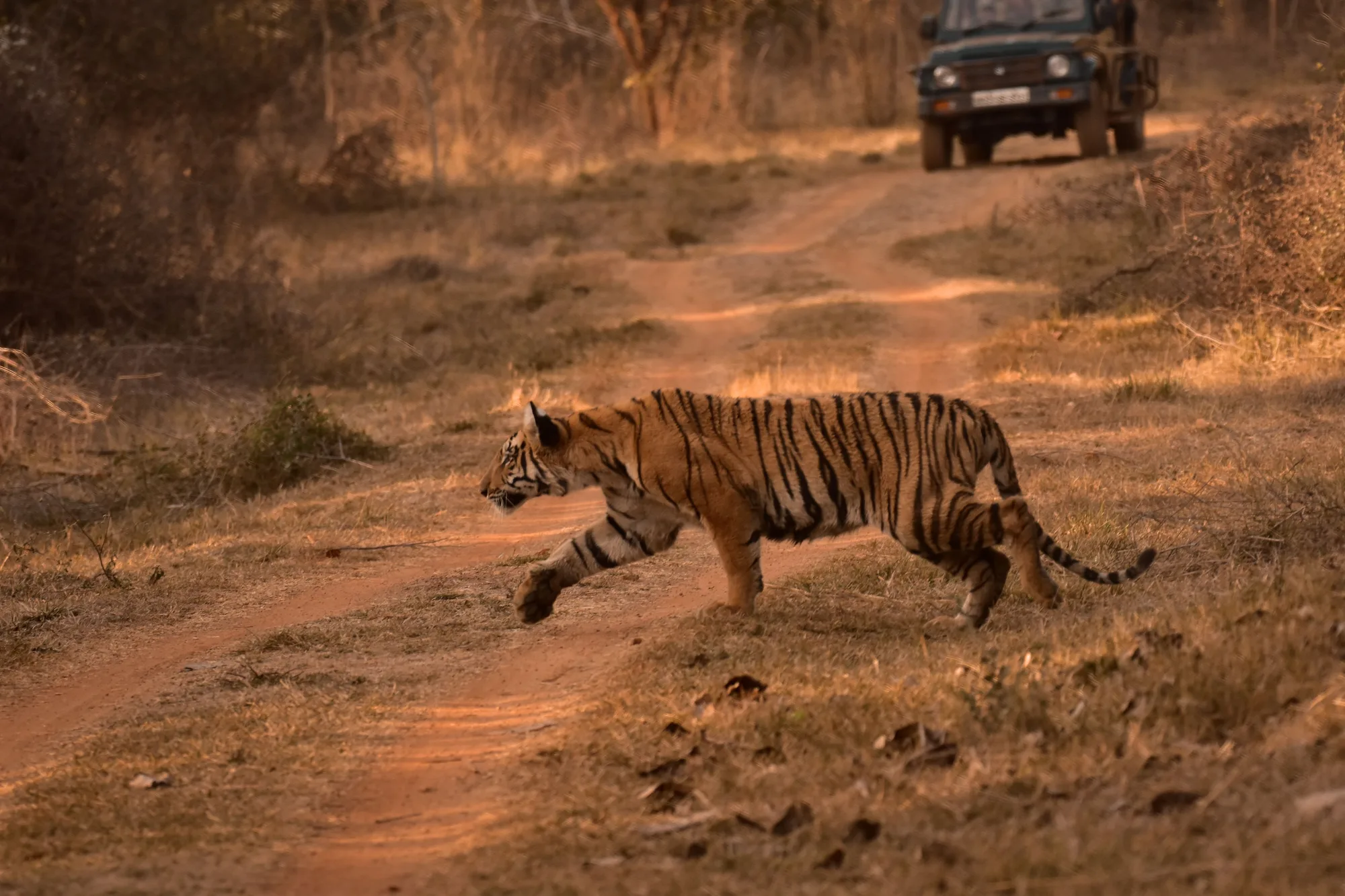 Jim Corbett Wildlife Safari